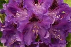 Mineralgel för azaleor och rhododendron 0,5 l Agrecol