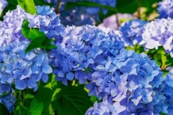 Mineralgel för hydrat 0,5 l Agrecol