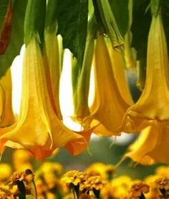 Mineralgel för spetsiga blad 0,5 l Agrecol