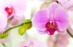 Mineralgelgödsel för orkidéer 0,5 l Agrecol