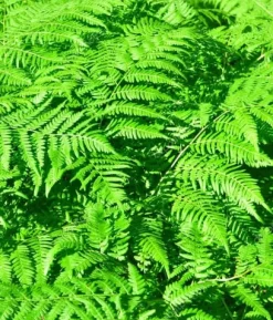 Mineralgelgödsel för ormbunkar 0,25 l Agrecol