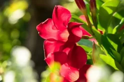 Mineralgelgödsel för Sundaville 0,25L Agrecol