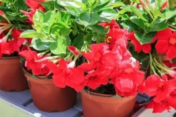 Mineralgelgödsel för Sundaville 0,25L Agrecol