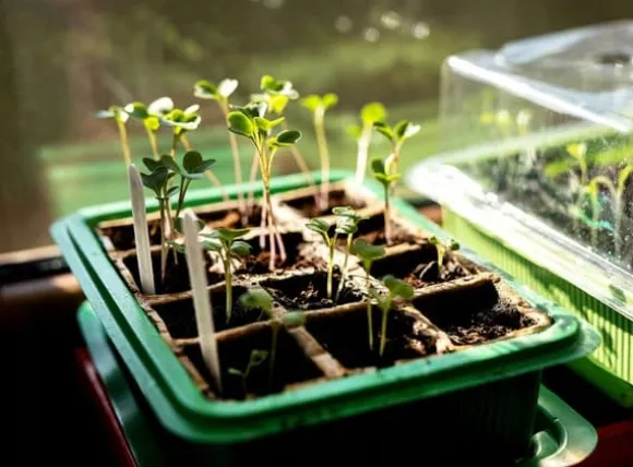 Miniväxthus med två brickor på 27x20x11 cm för plantor