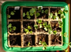 Miniväxthus med två brickor på 27x20x11 cm för plantor