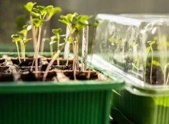 Miniväxthus med två brickor på 27x20x11 cm för plantor