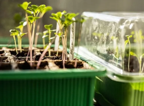 Miniväxthus med två brickor på 27x20x11 cm för plantor