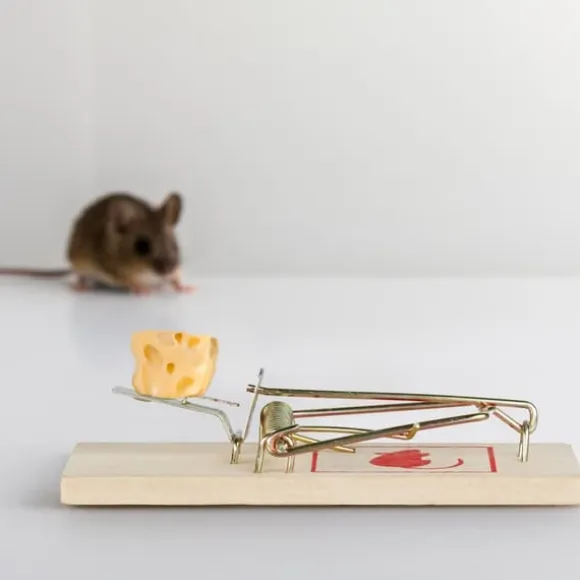 Musfälla, Trä, 2x4.5x10 cm, Natur