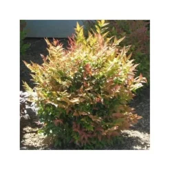 NANDINA GULF STREAM VAS 24CM ROCCIOSI AIUOLE VASER