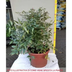 NANDINA GULF STREAM VAS 24CM ROCCIOSI AIUOLE VASER