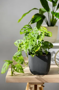Nässlgödsel naturligt koncentrat för tomatplantor i kruka 0,5 l