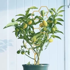 OBOSOE 4-pack växtstöd i metall – Guldfärgat klätterstöd i bikakemönster för krukväxter, blommor & klätterväxter