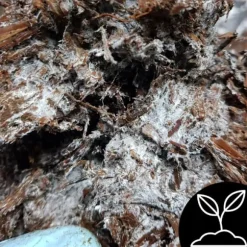 Odlingskit för bruna svampmycelium 20 kg bal 3-fas substrat