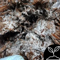 Odlingskit för svampmycelium 8 kg, instruktioner för hemmaodling + gratis gåva