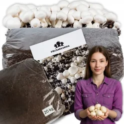 Odlingskit för vita svampar, 20 kg bal, 3-fas myceliumsubstrat, testat