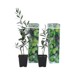 Olivbuske - Set om 2 - Olea europaea - Höjd 25-40cm - ⌀9cm