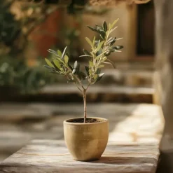 Olivbuske - Set om 2 - Olea europaea - Höjd 25-40cm - ⌀9cm