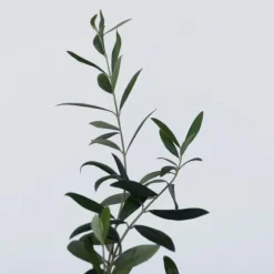 Olivbuske - Set om 2 - Olea europaea - Höjd 25-40cm - ⌀9cm