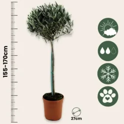 Olivträd - Olea europaea - Höjd 155-170cm - ⌀19cm