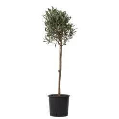 Olivträd - Olea europaea - Höjd 90-100cm - ⌀21cm