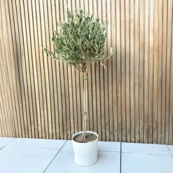 Olivträd - Olea europaea - Höjd 90-100cm - ⌀21cm