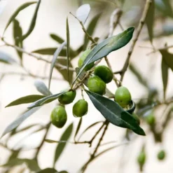 Olivträd - Olea europaea - Höjd 90-100cm - ⌀21cm