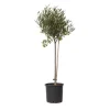 Olivträd - Olea europaea - Höjd 80-90cm - ⌀19cm