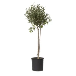 Olivträd - Olea europaea - Höjd 80-90cm - ⌀19cm