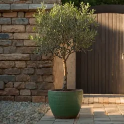 Olivträd - Olea europaea - Höjd 80-90cm - ⌀19cm