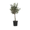 Olivträd - Olea europaea - Höjd 60-70cm - ⌀17cm