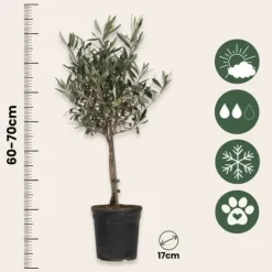 Olivträd - Olea europaea - Höjd 60-70cm - ⌀17cm
