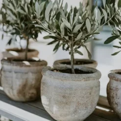 Olivträd - Olea europaea - Höjd 60-70cm - ⌀17cm