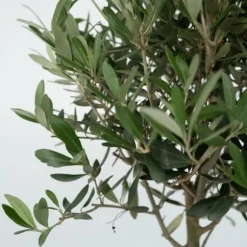 Olivträd - Olea europaea - Höjd 60-70cm - ⌀17cm