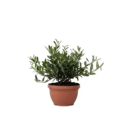 Olivträd - Olea europaea - Höjd 30-40cm - ⌀21cm