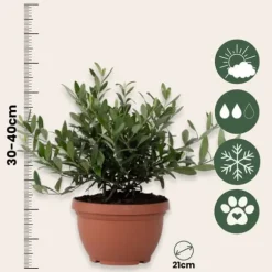 Olivträd - Olea europaea - Höjd 30-40cm - ⌀21cm