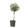 Olivträd - Olea europaea - Höjd 45-55cm - ⌀14cm
