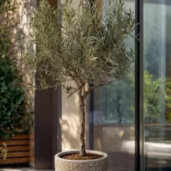 Olivträd - Olea europaea - Höjd 45-55cm - ⌀14cm