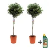 Olivträd - Set om 2 - Olea europaea - Höjd 90-100cm - ⌀21cm