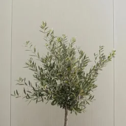Olivträd - Set om 2 - Olea europaea - Höjd 90-100cm - ⌀21cm