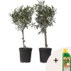 Olivträd - Set om 2 - Olea europaea - Höjd 50-60cm - ⌀14cm