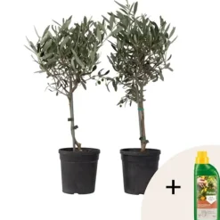 Olivträd - Set om 2 - Olea europaea - Höjd 50-60cm - ⌀14cm