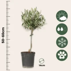 Olivträd - Set om 2 - Olea europaea - Höjd 50-60cm - ⌀14cm