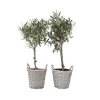 Olivträd - Set om 2 - Olea europaea - Höjd 50-60cm - ⌀14cm