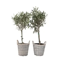 Olivträd - Set om 2 - Olea europaea - Höjd 50-60cm - ⌀14cm