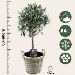 Olivträd - Set om 2 - Olea europaea - Höjd 50-60cm - ⌀14cm