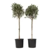 Olivträd - Set om 2 - Olea europaea - Höjd 90-100cm - ⌀21cm