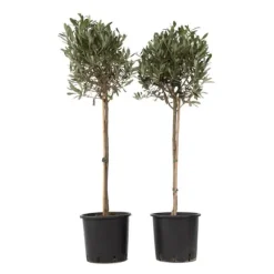 Olivträd - Set om 2 - Olea europaea - Höjd 90-100cm - ⌀21cm