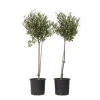 Olivträd - Set om 2 - Olea europaea - Höjd 80-90cm - ⌀19cm