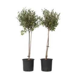 Olivträd - Set om 2 - Olea europaea - Höjd 80-90cm - ⌀19cm