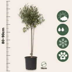 Olivträd - Set om 2 - Olea europaea - Höjd 80-90cm - ⌀19cm
